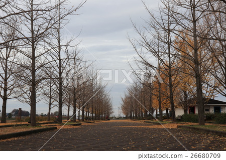 銀杏樹biloba樹在冬天 26680709