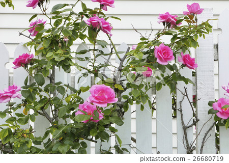 White fence and pink rose White fence and pink rose 26680719