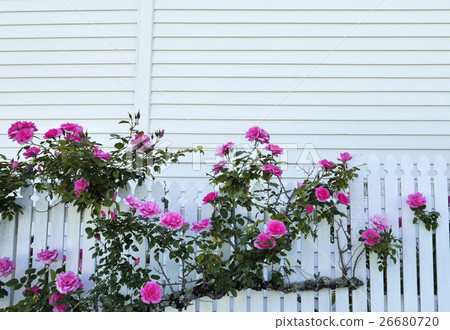 White fence and pink rose 26680720