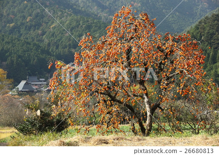 深秋大原沒有佐藤 26680813