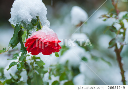 玫瑰和雪 玫瑰和雪 26681249