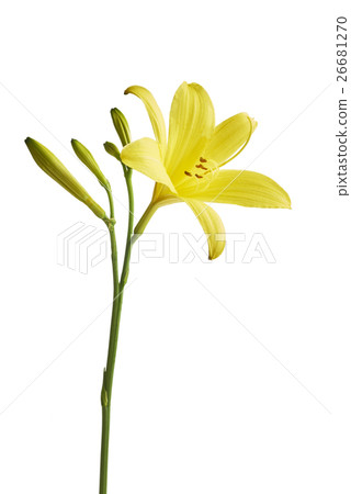 Flower yellow lily Flower yellow lily 26681270