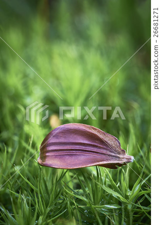 Beechnuts Beechnuts 26681271