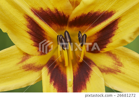 Macro flower lily 26681272