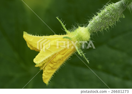 One cucumber flower One cucumber flower 26681273