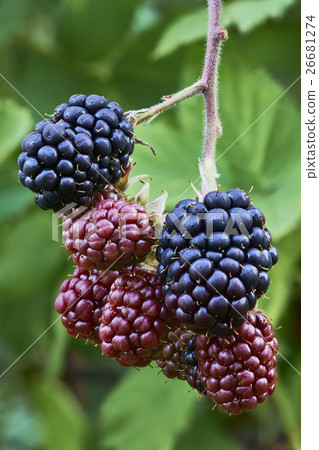 The ripening blackberries The ripening blackberries 26681274