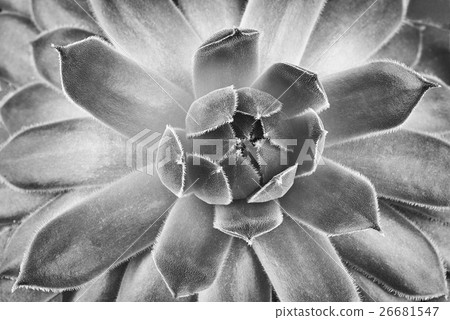 Houseleek Houseleek 26681547