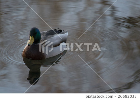 水禽 26682035