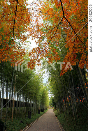 羽田園的秋葉（11月）埼玉縣越谷市越谷劇院 26682096