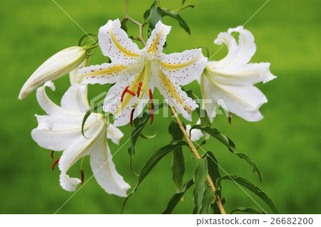 Yuri Yama Yuri Yama 26682200