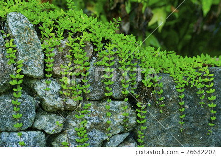 Crane Mannungsa 26682202