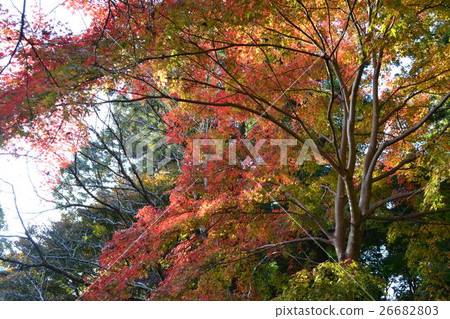 Autumn leaves Autumn leaves 26682803