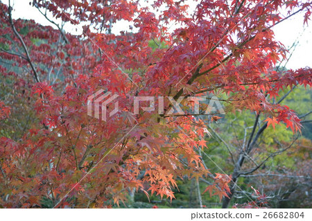 Autumn leaves Autumn leaves 26682804