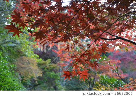 Autumn leaves Autumn leaves 26682805