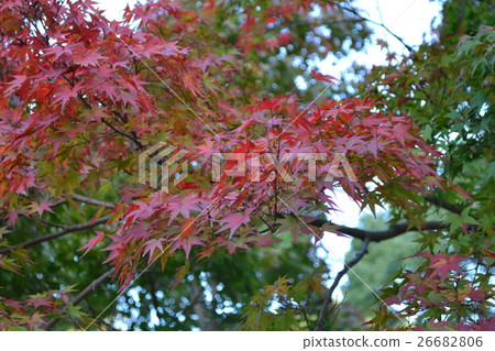 Autumn leaves Autumn leaves 26682806