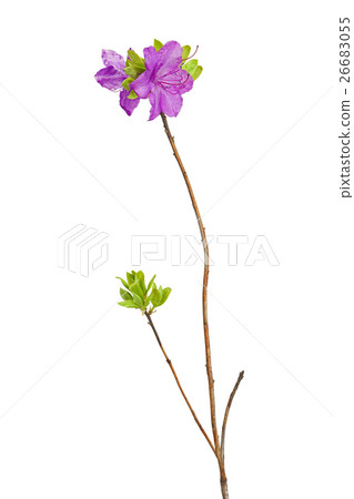Purple rhododendron flowers on branch. Purple rhododendron flowers on branch. 26683055