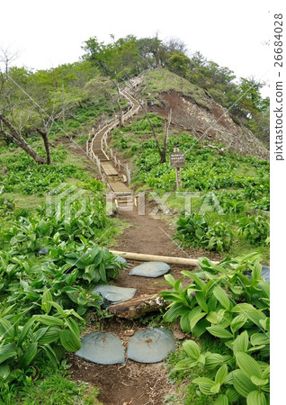 Young leaves full of mountain path 26684028