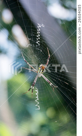 Spider on a spider web. 26684085