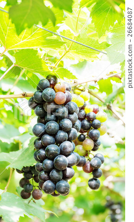 Bunches of ripe grapes in a vineyard. 26684087