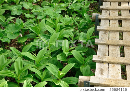Wood path through the leaves 26684116