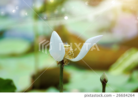 Pollen of the lotus 26684264