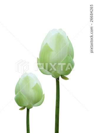 Lotus flower, Thailand. Lotus flower, Thailand. 26684265