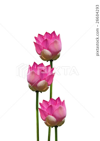 Lotus flower, Thailand. Lotus flower, Thailand. 26684293