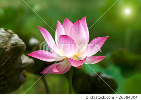 Lotus flower, Thailand. Lotus flower, Thailand. 26684304