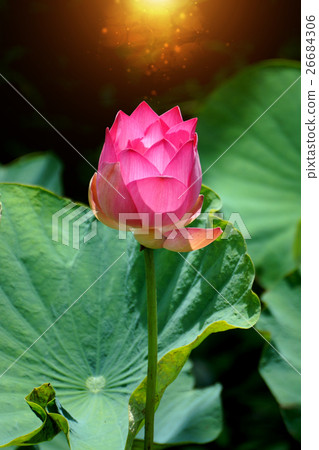 Lotus flower, Thailand. 26684306
