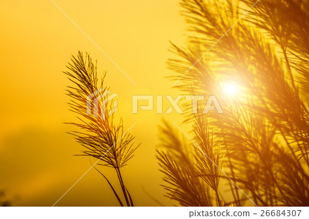 wild grass in the sunset. 26684307