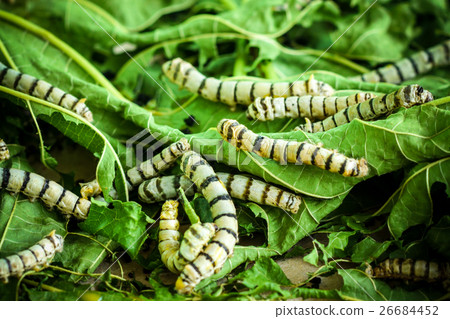 Silk Cocoons with Silk Worm on Green Mulberry Leaf Silk Cocoons with Silk Worm on Green Mulberry Leaf 26684452