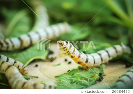 Silk Cocoons with Silk Worm on Green Mulberry Leaf Silk Cocoons with Silk Worm on Green Mulberry Leaf 26684453