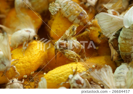 Silkworm Spawning Silkworm Spawning 26684457