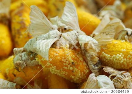 Silkworm Spawning Silkworm Spawning 26684459