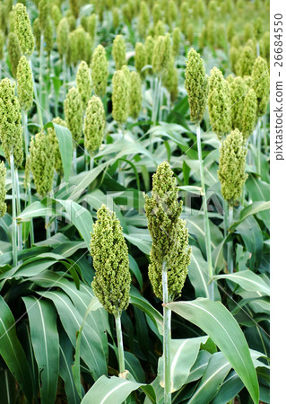 Sorghum or Millet field Sorghum or Millet field 26684550