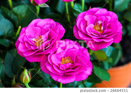 Small rose flower Small rose flower 26684551