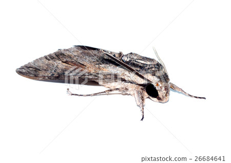 Close-up of Hawk moth on white background. Close-up of Hawk moth on white background. 26684641