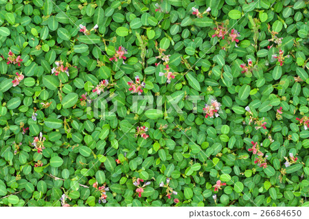 Grass flower 26684650