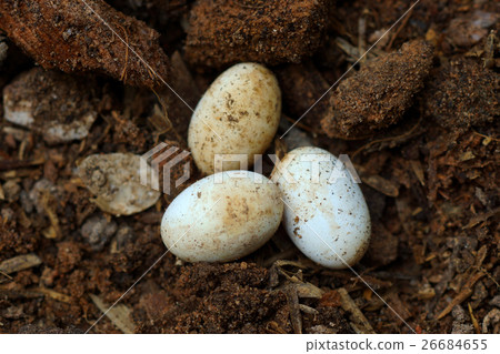 Cobra eggs on the ground. 26684655