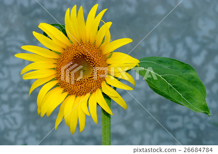 Bright yellow sunflowers Bright yellow sunflowers 26684784