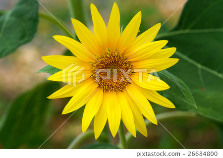 Bright yellow sunflowers Bright yellow sunflowers 26684800