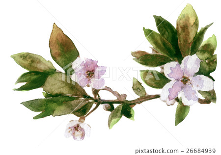 watercolor  spring cherry blossoms on white  26684939