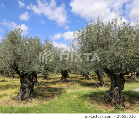 Plantation of olive trees in Provence 26685330