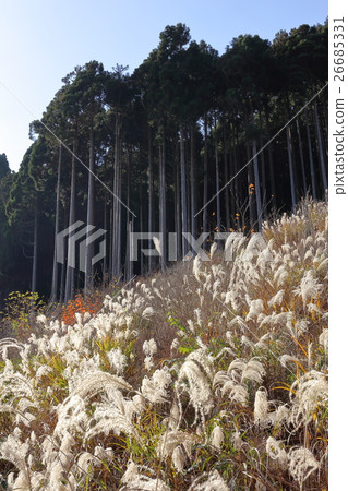 開花的孢子雪松森林 26685331