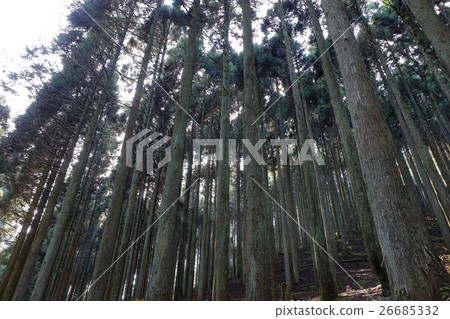 開花的孢子雪松森林 26685332