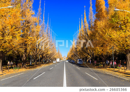 Tokyo Meiji Jingu Ginkgo lined tree in the outer garden 26685366