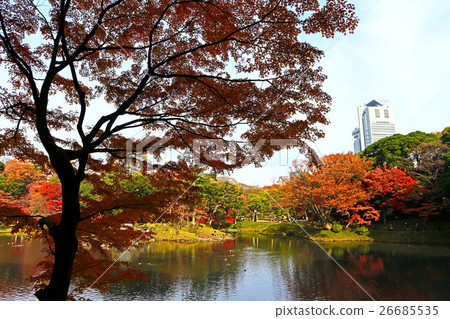 Koishikawa Korakuen(12月)Bunkyo-ku,東京的秋葉 Koishikawa Korakuen(12月)Bunkyo-ku,東京的秋葉 26685535