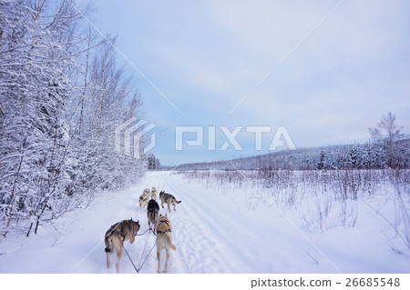 Dog sled running through a snowy mountain in Alaska Dog sled running through a snowy mountain in Alaska 26685548