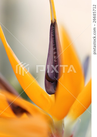 Bird of Paradise 26685712