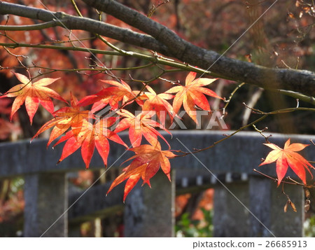 京都的觀光景點“Eiken-do”：Kishimo橋的紅葉和欄杆 26685913